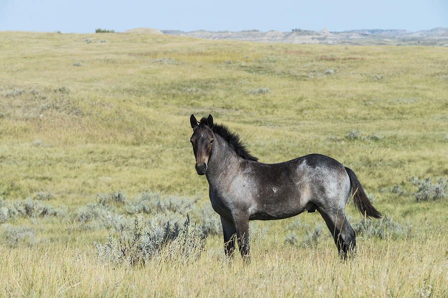 Wild Horse, North Dakota #9 Photograph by Mark Newman