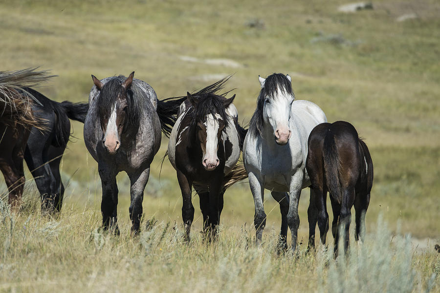 Wild Horses, North Dakota #9 Photograph by Mark Newman