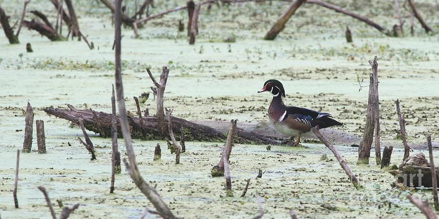 Nature Photograph - Wood Duck #9 by Jack R Brock