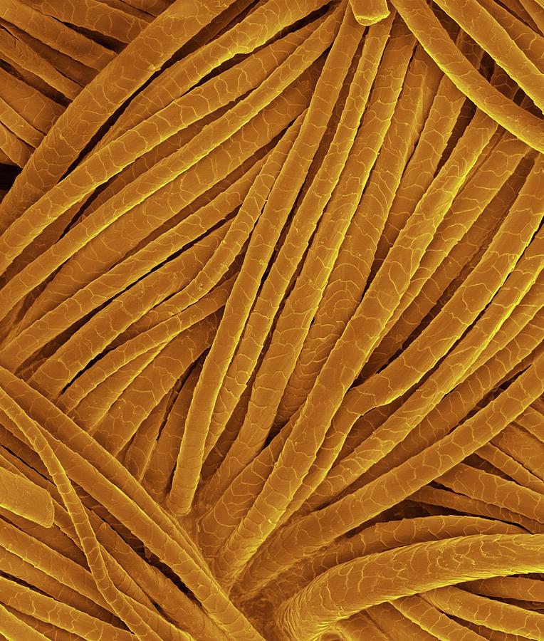 Sheep Photograph - Woven Wool Fabric #9 by Dennis Kunkel Microscopy/science Photo Library