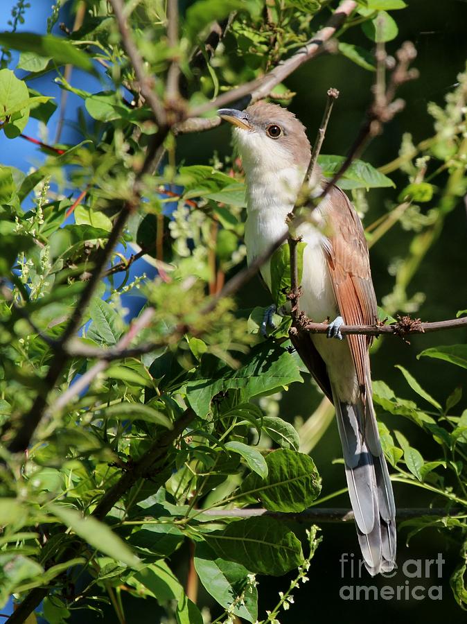 Yellow-billed Cuckoo #9 Photograph by Jack R Brock