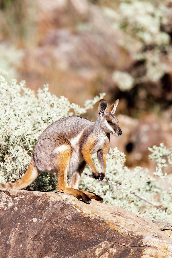 Animal Photograph - Yellow-footed Rock-wallaby (petrogale #9 by Martin Zwick
