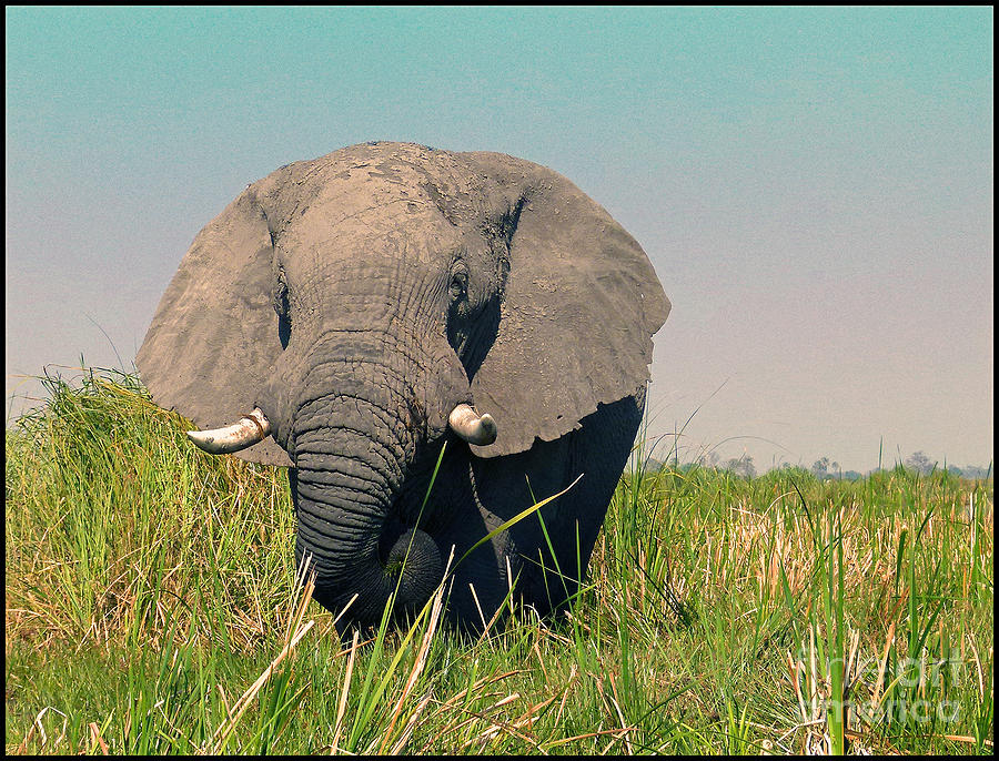 Elephant Photograph - 9 by Yvonne Martin