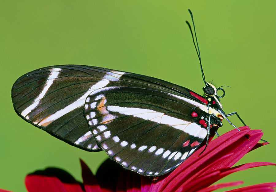 Zebra Butterfly Heliconius Charitonius #9 Photograph by Millard H. Sharp