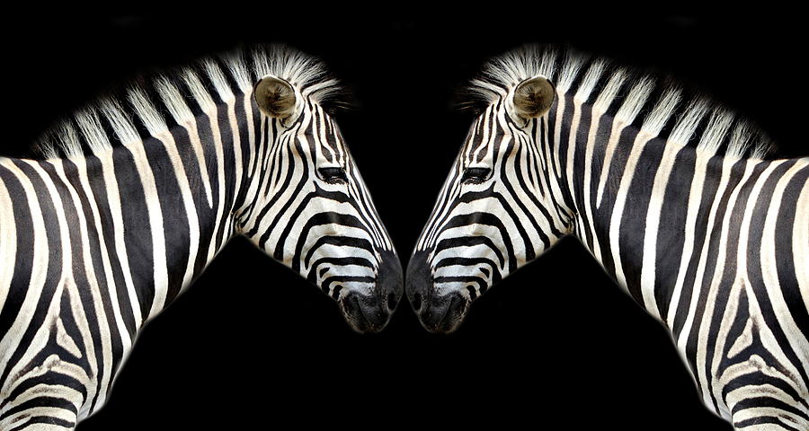 Animal Photograph - Zebra #9 by Heike Hultsch