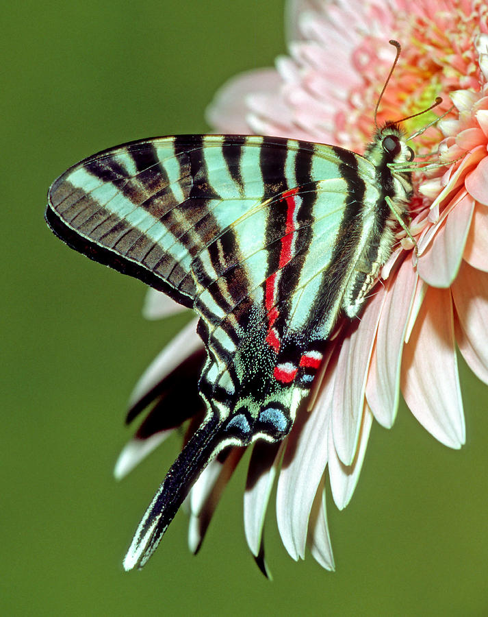 zebra swallowtail butterfly meaning