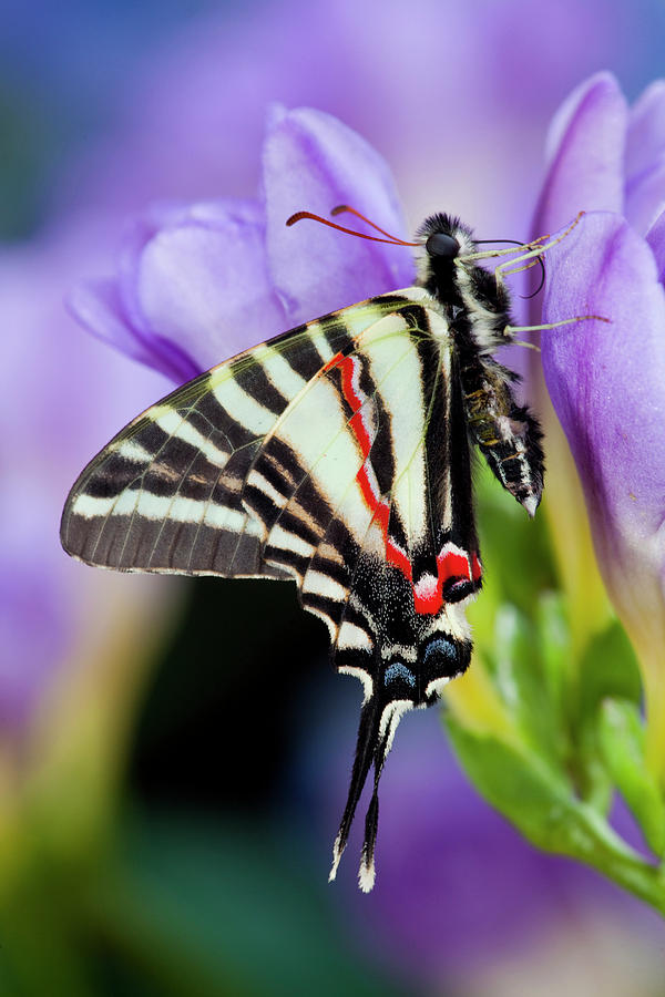 Butterfly Photograph - Zebra Swallowtail North American #9 by Darrell Gulin