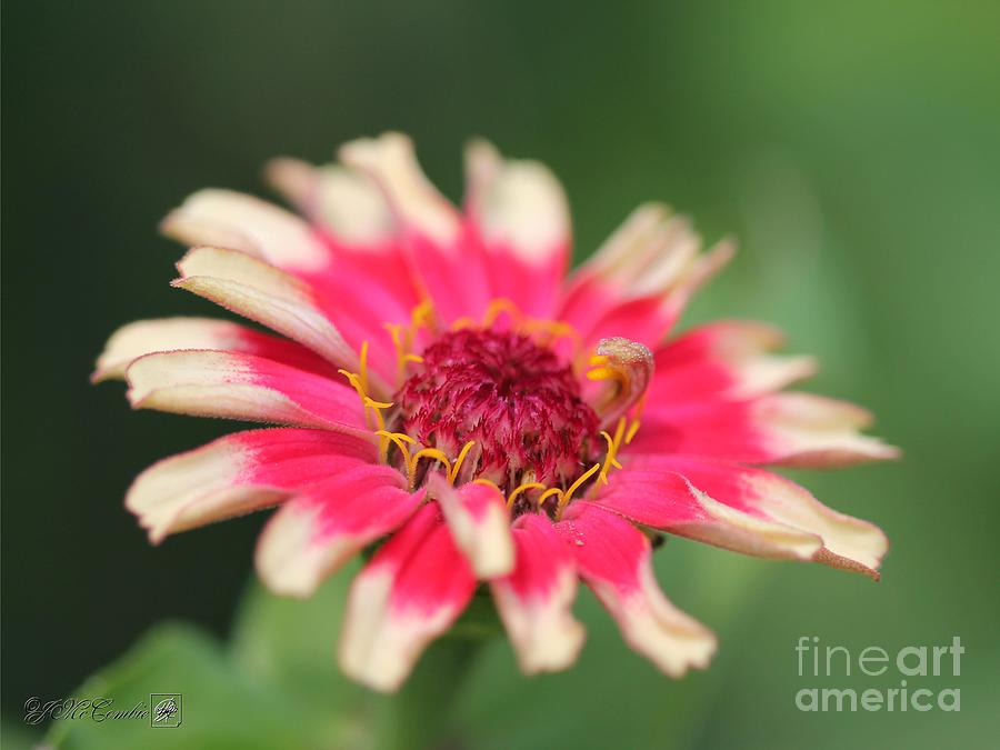 Flower Photograph - Zinnia from the Whirlygig Mix #9 by J McCombie