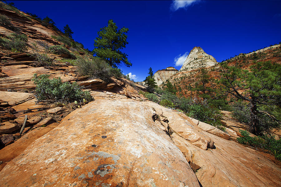 Mountain Photograph - Zion National Park Utah USA #49 by Richard Wiggins