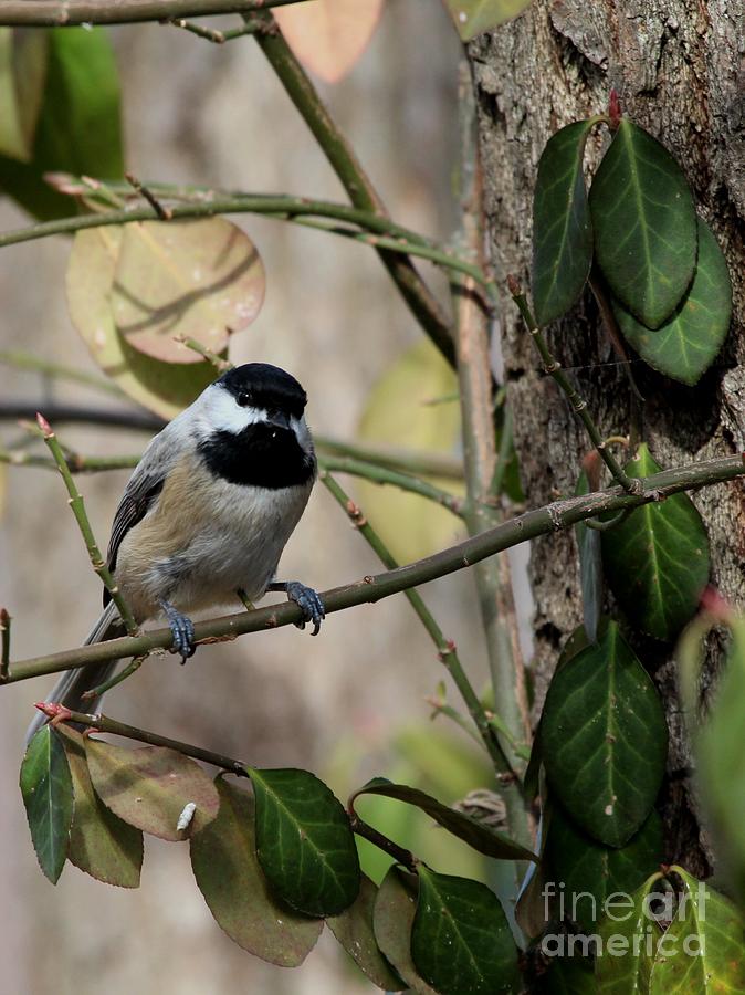 Black-capped Chickadee #90 Photograph by Jack R Brock