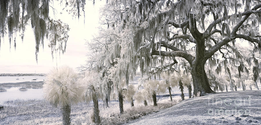 Unique Photograph - 90 Degree Infrared Panorama by John Wollwerth