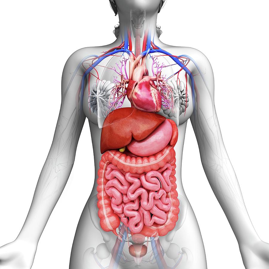 Nobody Photograph - Human Digestive System #90 by Pixologicstudio