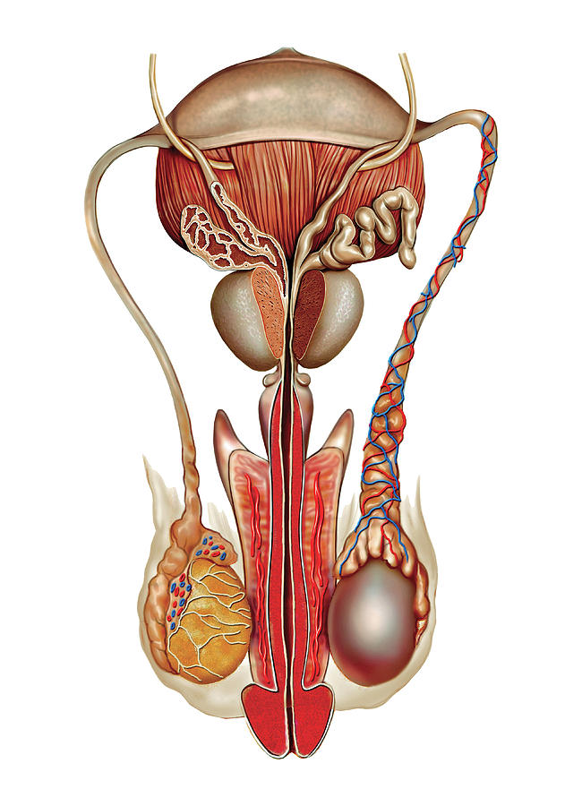 Male Genital System #90 Photograph by Asklepios Medical Atlas