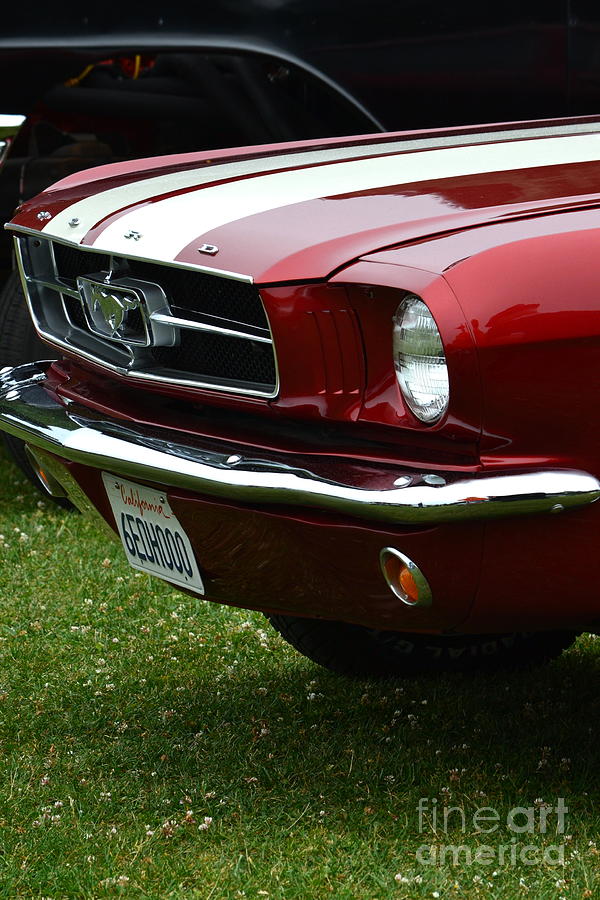 Classic Mustang Photograph by Dean Ferreira