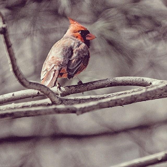 Cardinal Photograph - Instagram Photo #901394766310 by Matt Yates