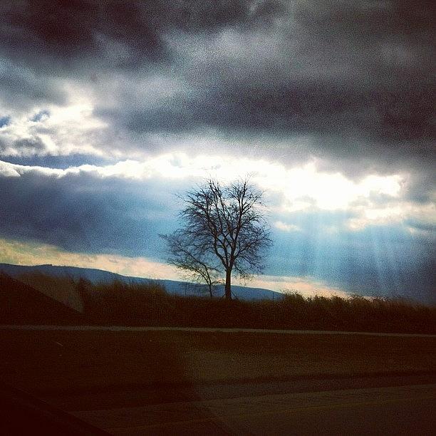 Tree Photograph - Instagram Photo #48 by Jennifer Gaida