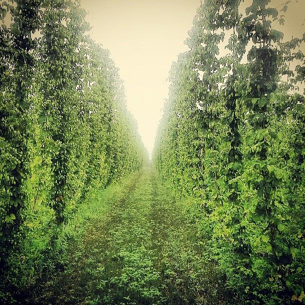 Beer Photograph - The Halls of Hops by Milk R