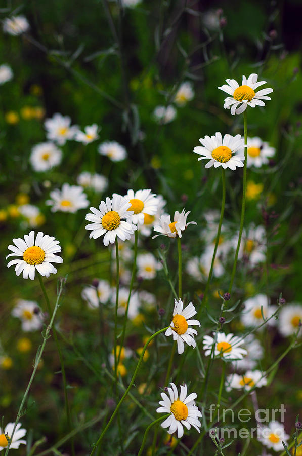 906A Daisies Photograph by NightVisions