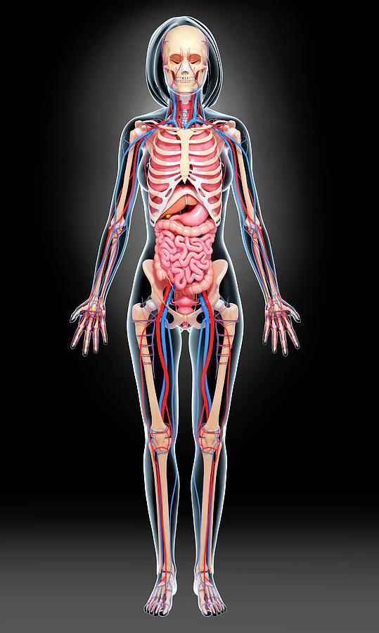 Woman Body Anatomy Female Lower Back Anatomy Internal Organs ᐈ