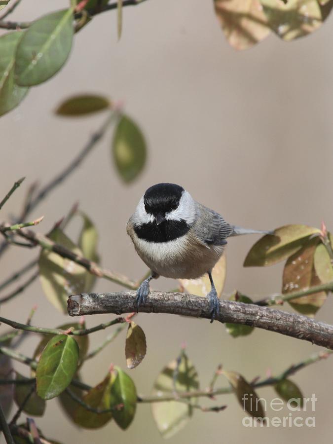 Black-capped Chickadee #91 Photograph by Jack R Brock