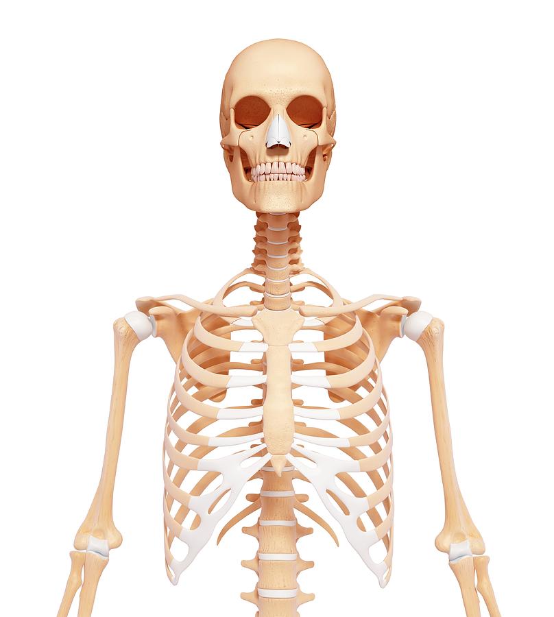 Human Skeleton Photograph by Pixologicstudio/science Photo Library