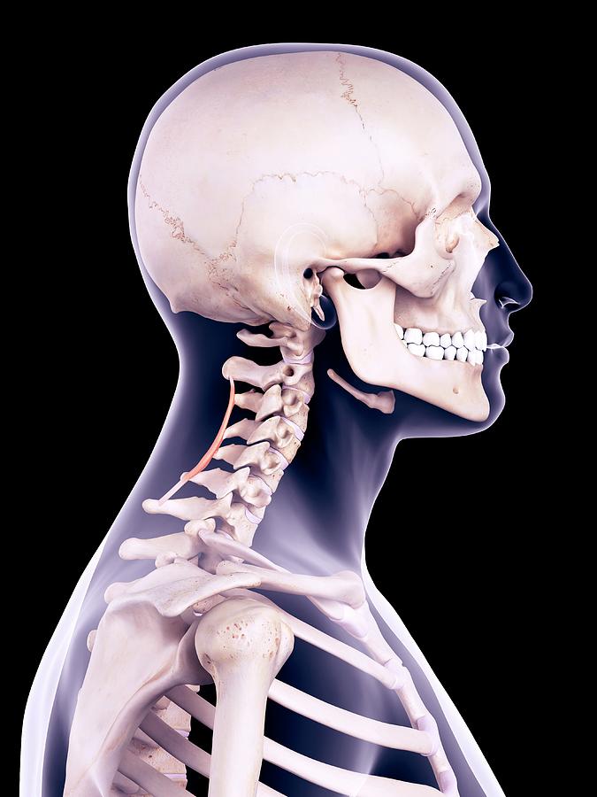 Neck Muscles Photograph By Sebastian Kaulitzkiscience Photo Library 1470