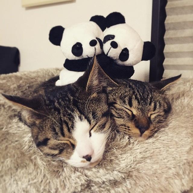 Cat Photograph - Instagram Photo #911422684450 by Koushi Sumi