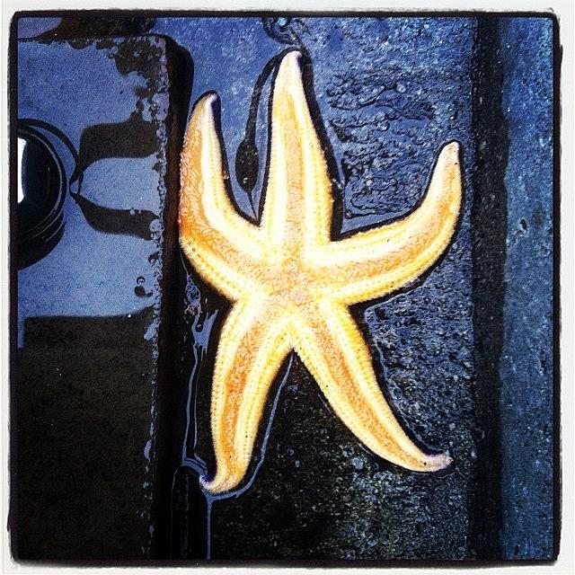 Fish Photograph - Your a star by Leah Archer