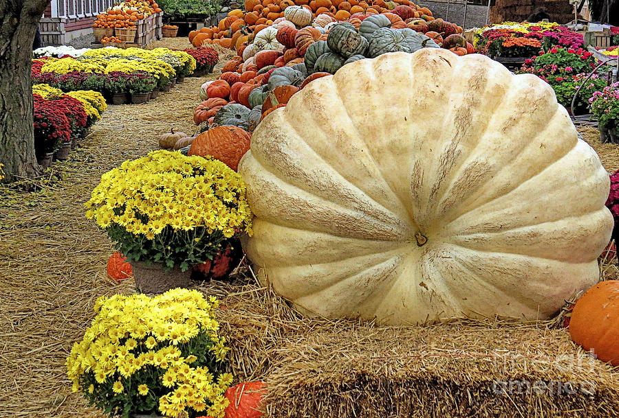 917 Pound Pumpkin Photograph by Janice Drew