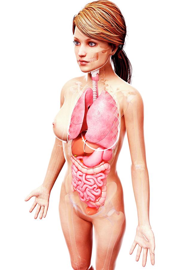 Female Body Anatomy Stock Photos - 91,933 Images