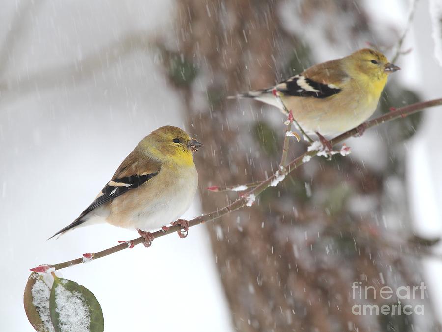 American Goldfinch #92 Photograph by Jack R Brock