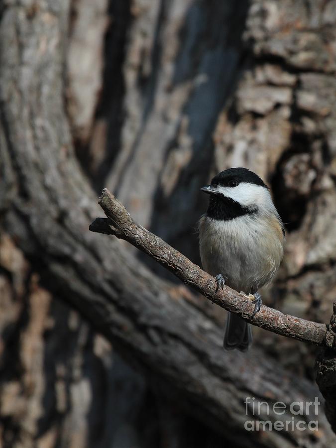 Black-capped Chickadee #92 Photograph by Jack R Brock