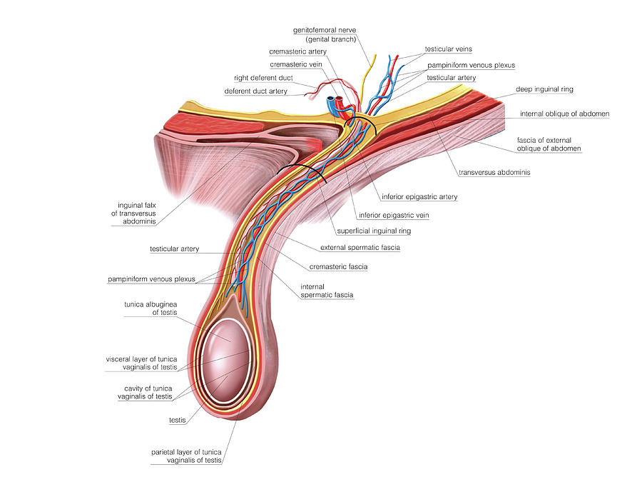Male Genital System #92 Photograph by Asklepios Medical Atlas