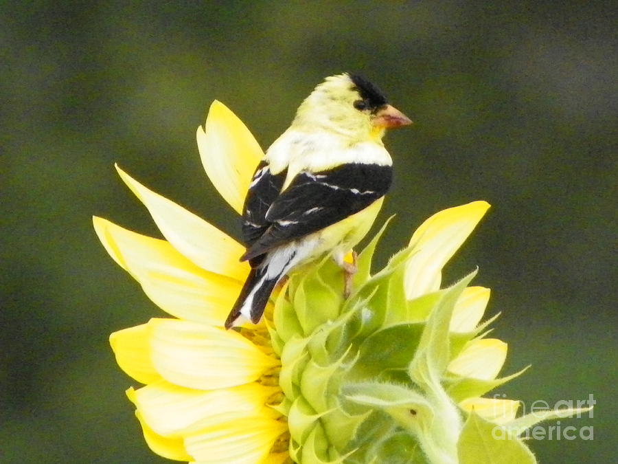 Nature Photograph - 923 D724 American Gold Finch on Sunflower at Colby Farm  by Robin Lee Mccarthy Photography