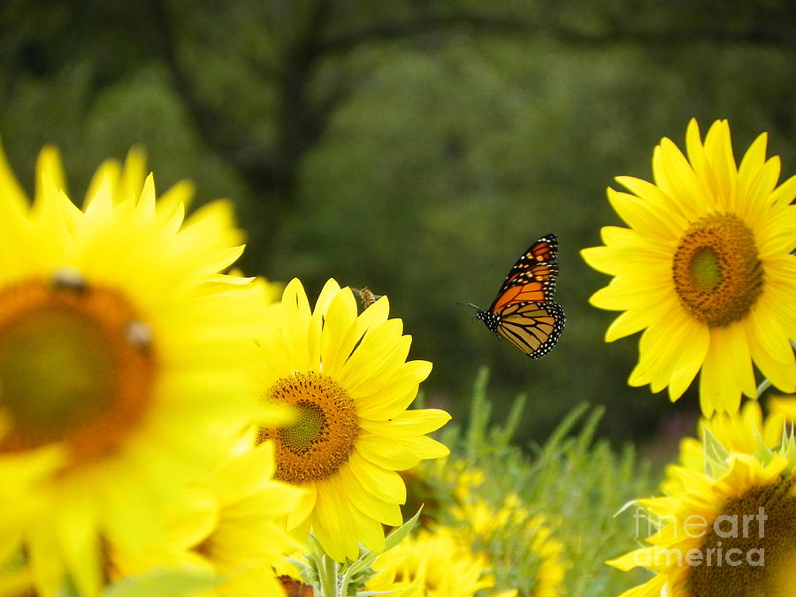Nature Photograph - #923 D728 Lifes a Journey Sunflower Monarch Butterfly on Colby Farm Newbury Massachusetts #923 by Robin Lee Mccarthy Photography