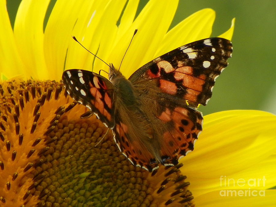 Nature Photograph - 923 D729 The Visitor Fritillary Butterfly Colby Farm Newbury Massachusetts by Robin Lee Mccarthy Photography