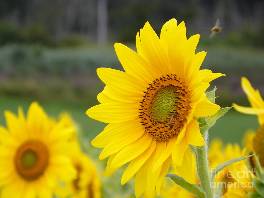 Sunflower Photograph - 923 D732 Heard The Buzz Colby Farm Newbury Massachusetts by Robin Lee Mccarthy Photography