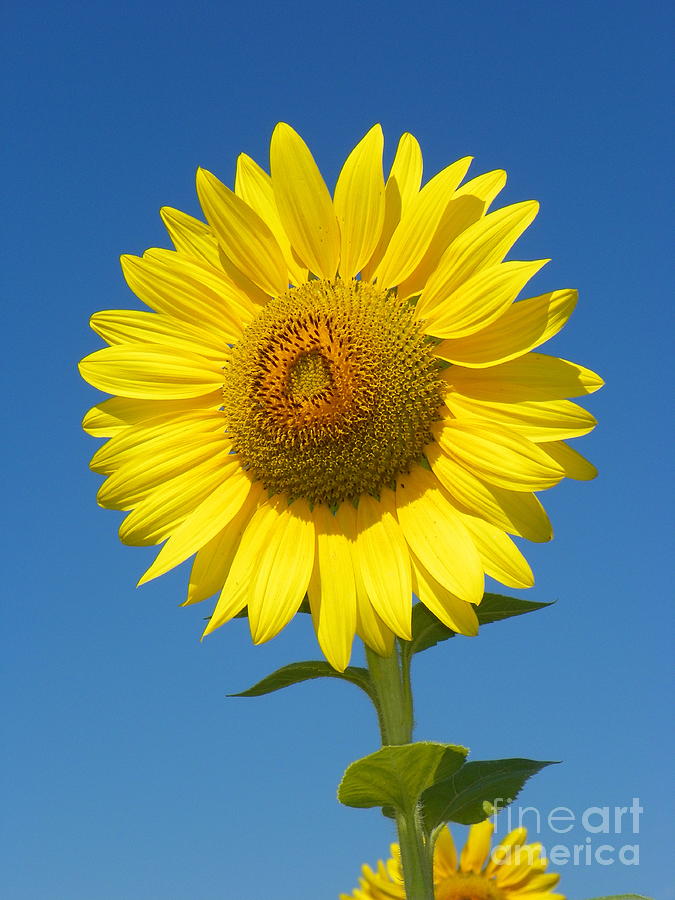 Nature Photograph - 923 D736 Have A Happy Day Sunflower on Colby Farm Newbury Massachusetts by Robin Lee Mccarthy Photography