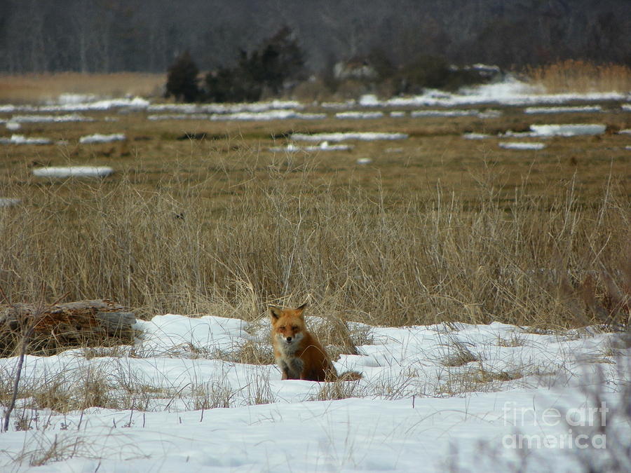 926 D765 Salisbury State Reservation Fox Photograph By Robin Lee 6870