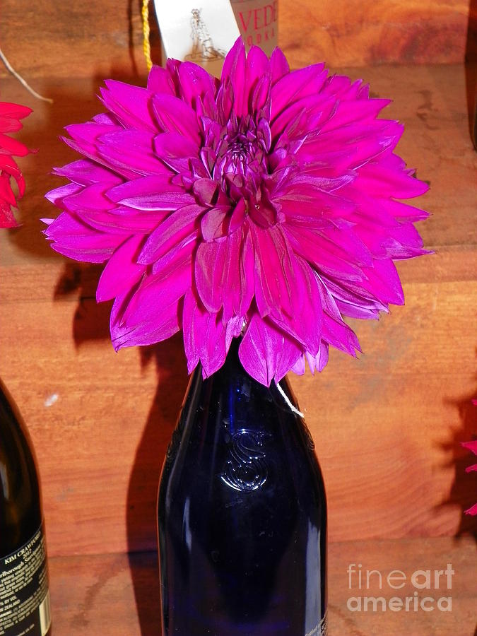 Nature Photograph - 928 d798 Dahlia Hot Pink Blue Bottle by Robin Lee Mccarthy Photography