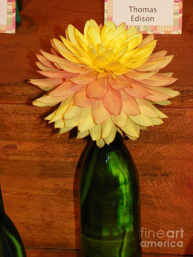 Nature Photograph - #928 D800 Dahlia Orange Yellow Pink Green Bottle #928 by Robin Lee Mccarthy Photography