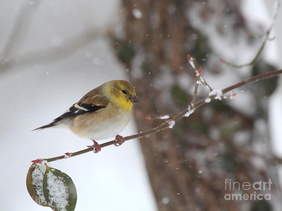 American Goldfinch #93 Photograph by Jack R Brock