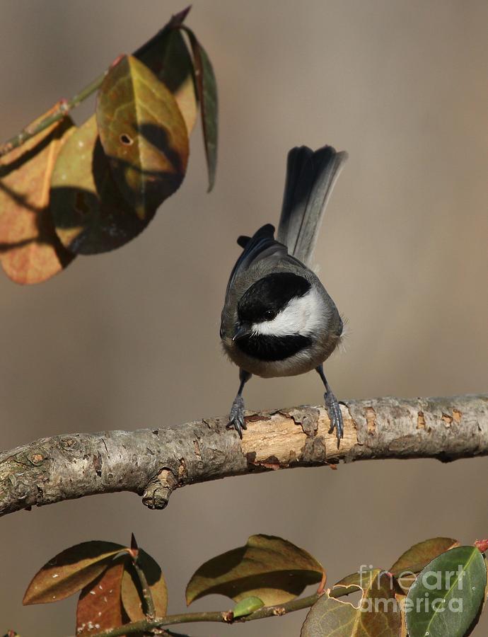 Black-capped Chickadee #93 Photograph by Jack R Brock