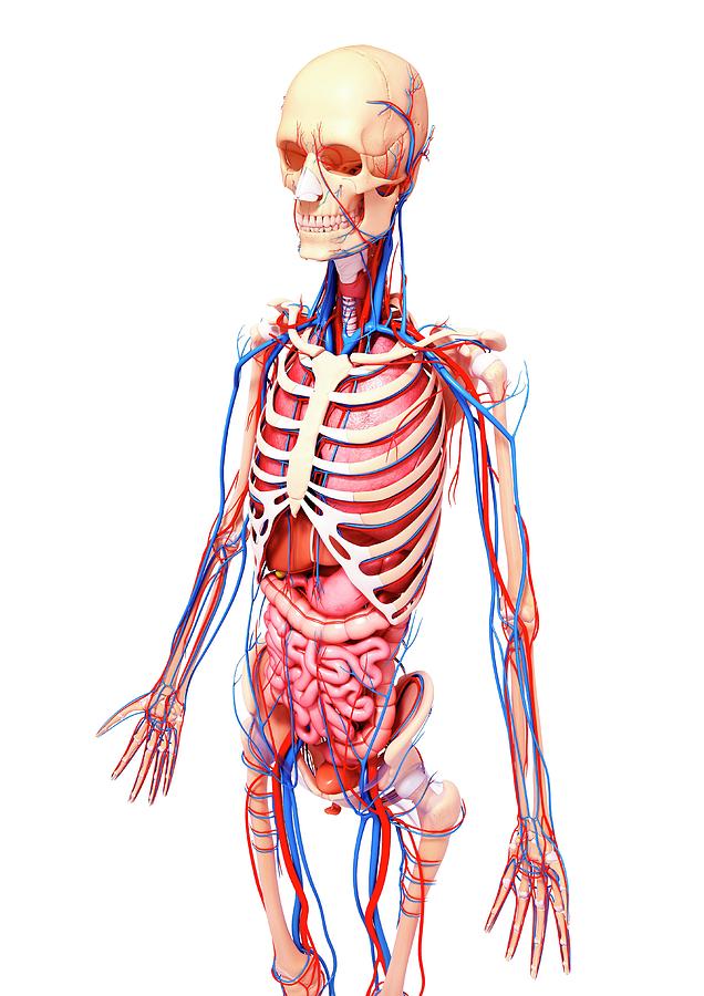 Female Anatomy Photograph by Pixologicstudio/science Photo Library - Pixels