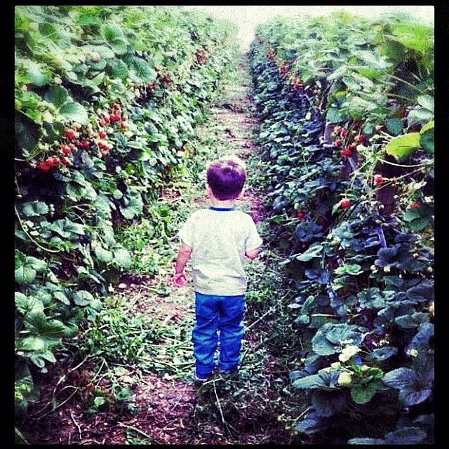 A Boy and his Strawberries Photograph by Jamie Anderson