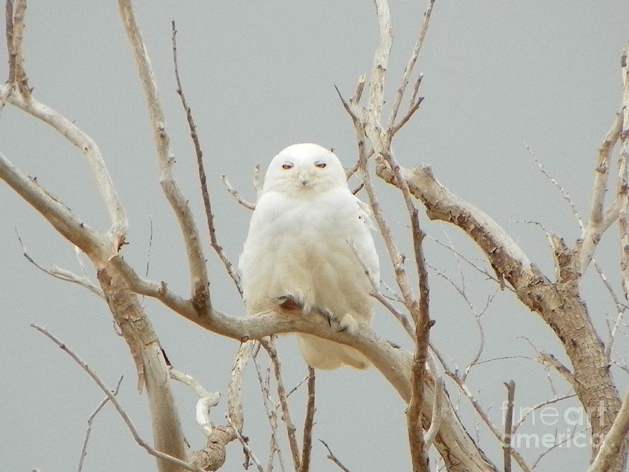 Nature Photograph - 932 D943 Snowy Owl Salisbury Beach State Reservation Half Awake by Robin Lee Mccarthy Photography