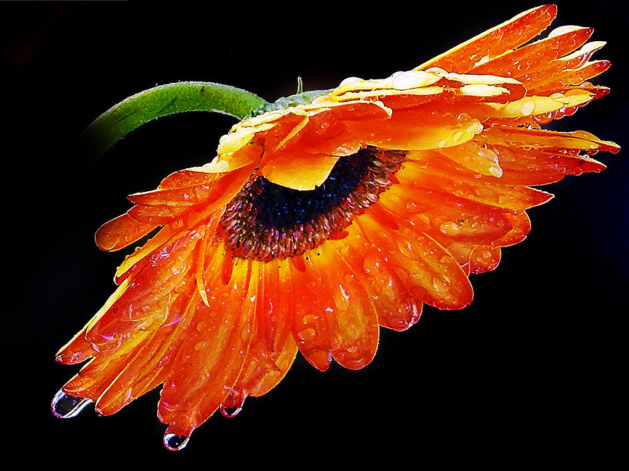 Flower Photograph - 933-beautiful Gerber by Elvira Ladocki