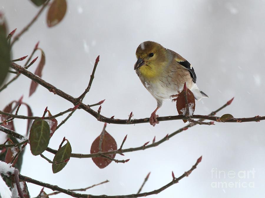 American Goldfinch #94 Photograph by Jack R Brock