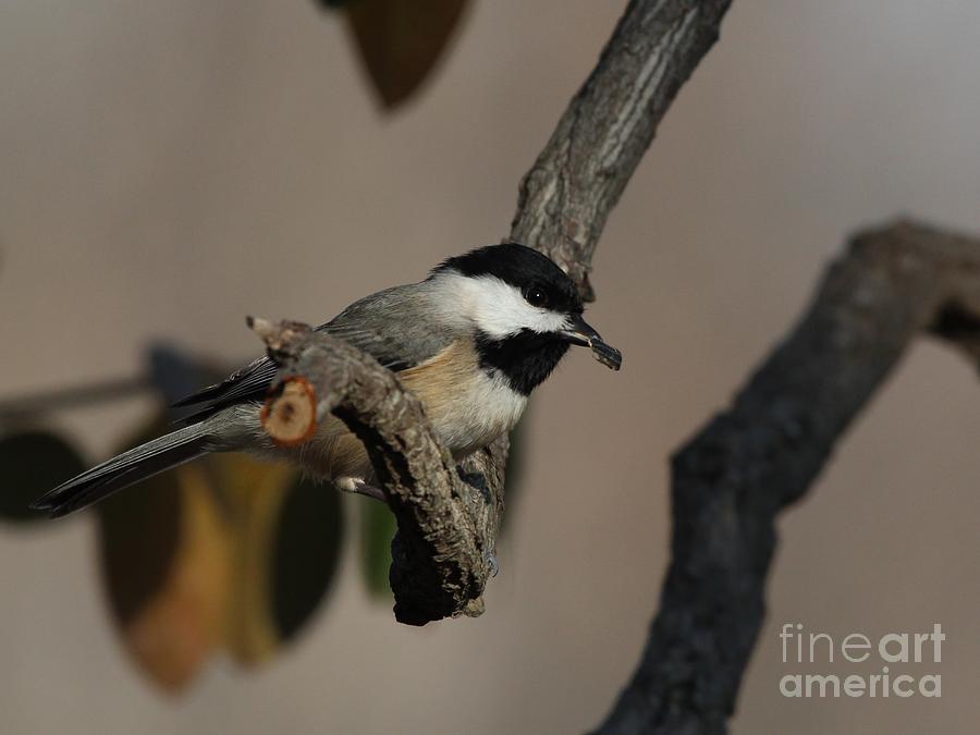 Black-capped Chickadee #94 Photograph by Jack R Brock