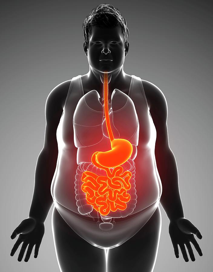 Human Digestive System Photograph by Pixologicstudio/science Photo ...